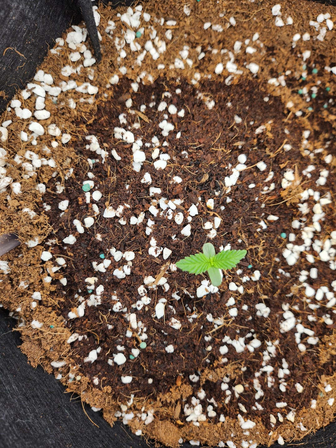 Customer photo review of CANNA Coco Professional Plus 50 L