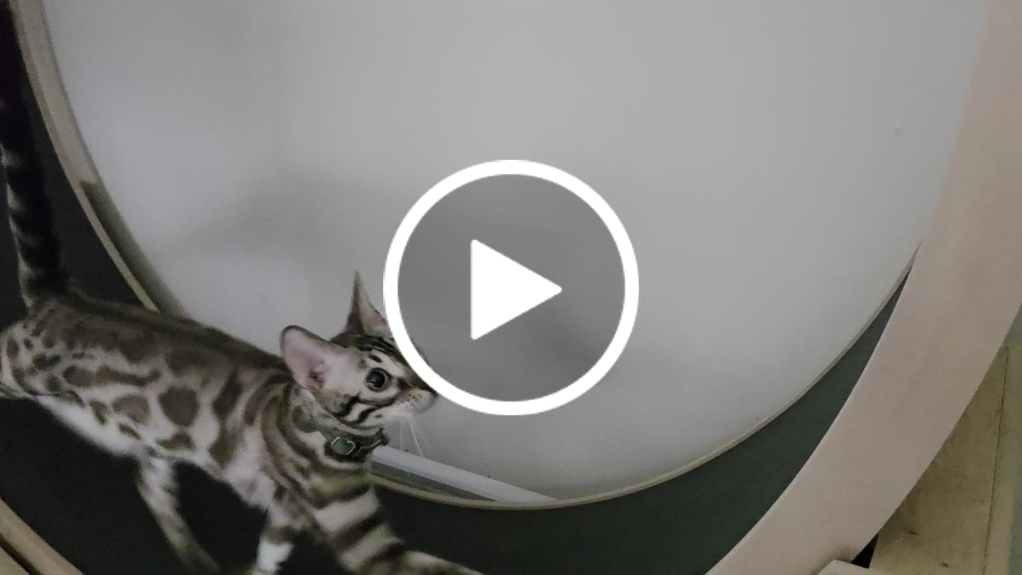 Customer video review of Elmato Katzenlaufrad Simba