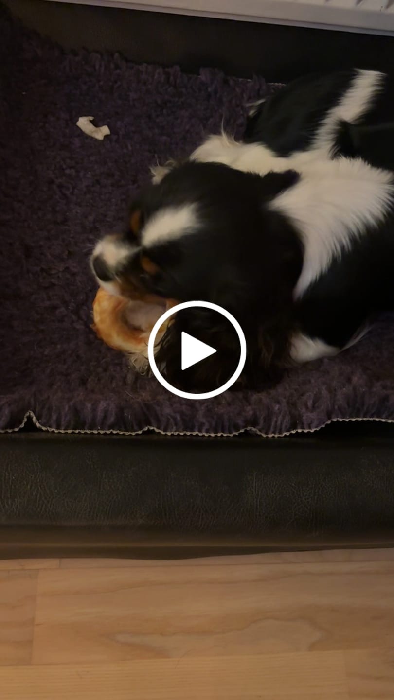 Customer video review of Barkii - Kollagen Donuts m. Kylling