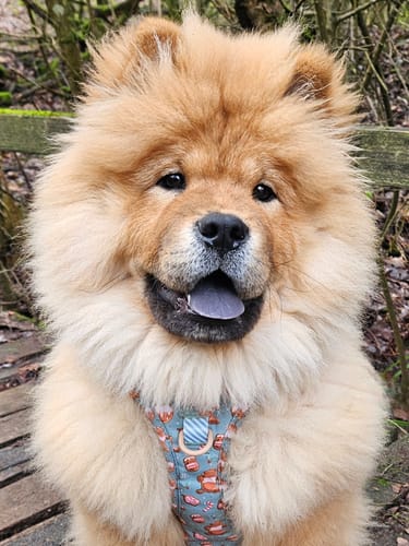 Customer photo review of Disney© Lead - Gingerbread Bear Sage