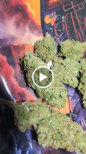 Customer video review of Gumbo Littles - Bulk Littles - Hybrid