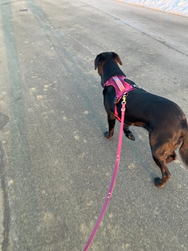 Customer photo review of Biothane Traffic Handle Dog Leash