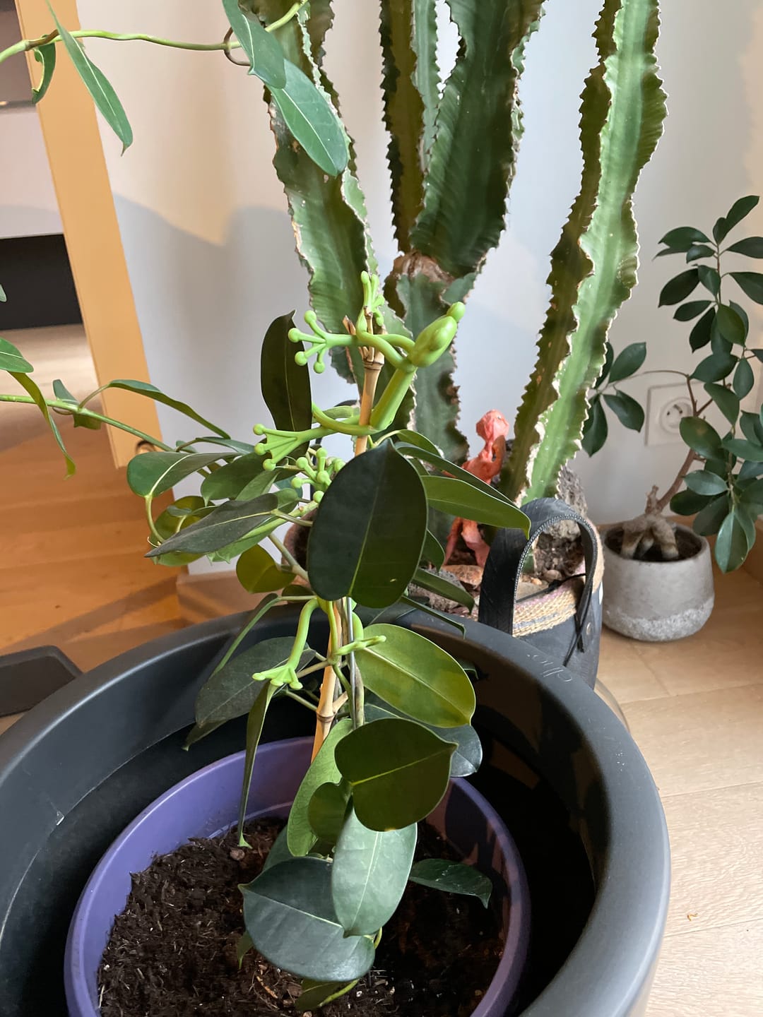 Customer photo review of Mamie-Frog® - Tuteur décoratif