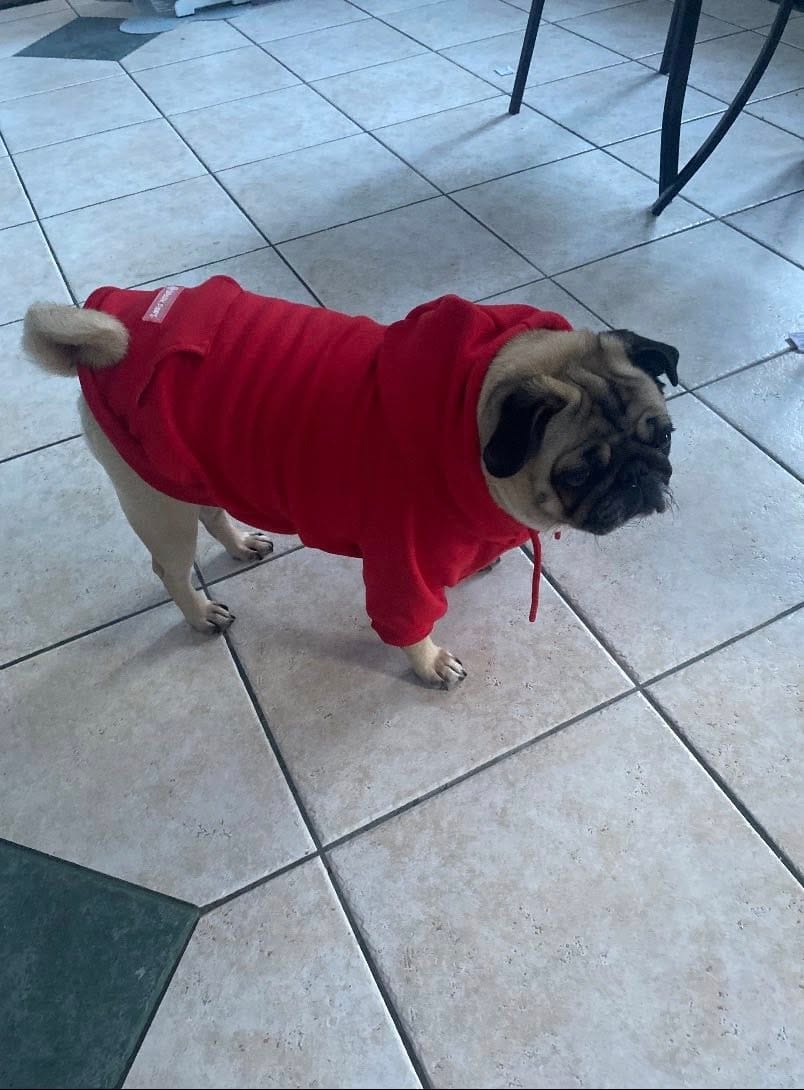 Customer photo review of Essential Dog Hoodie - Crimson Red
