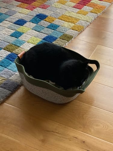 Customer photo review of Instinct Basket | Meet the first research-backed natural territory for indoor cats