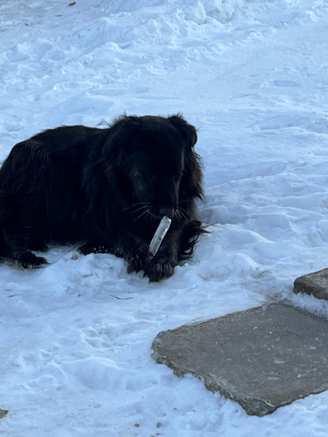 Customer photo review of Strong Joints and Bones | Dog Joint & Bone Supplement