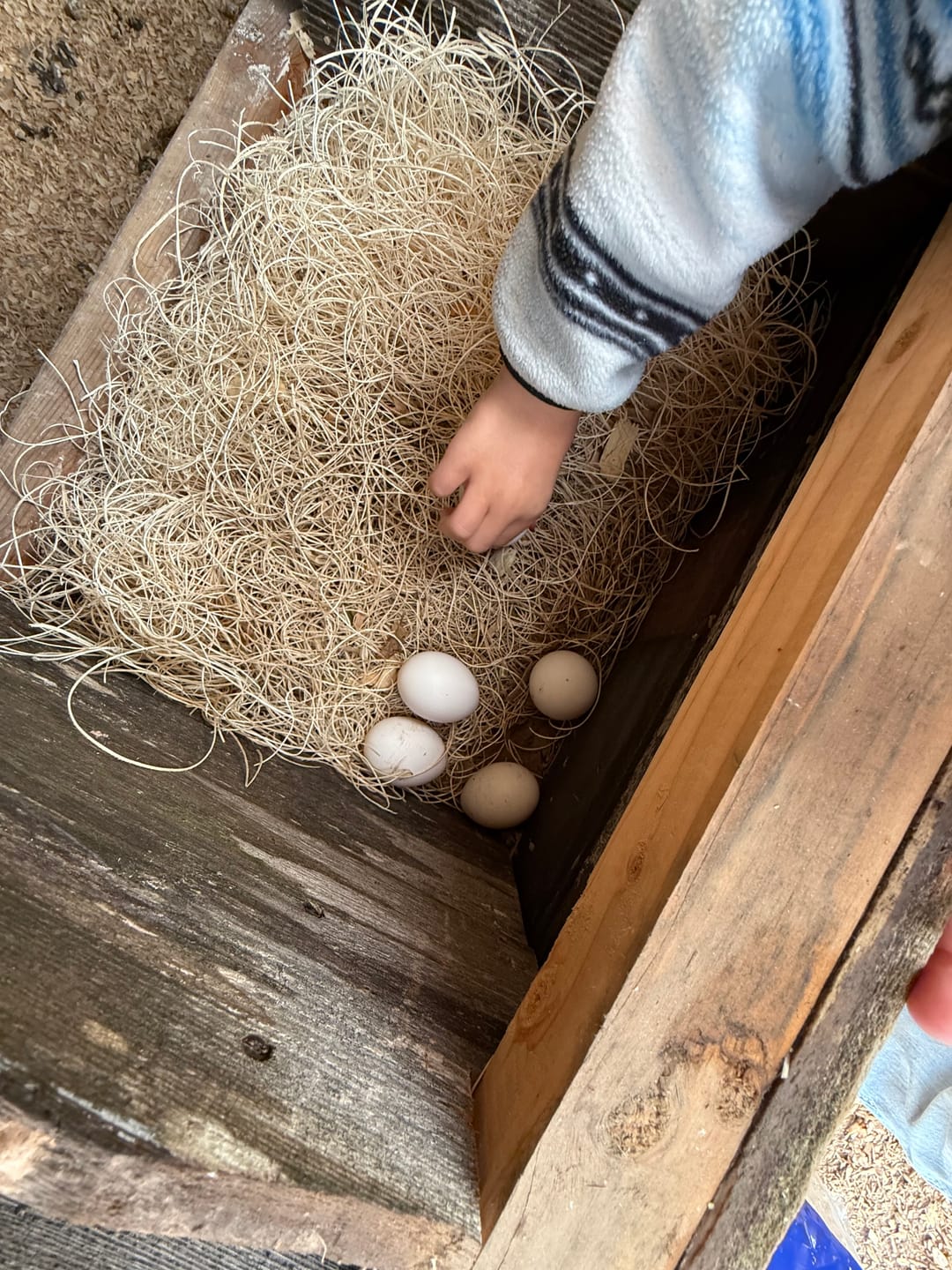Customer photo review of Nesting Herbs - Natural Support for Clean Coops & Healthy Hens