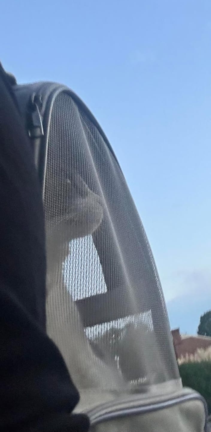Customer photo review of PurryGO - Triple Airflow Backpack Carrier For Small Pets