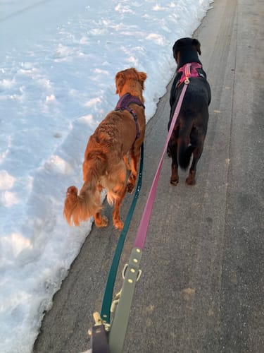 Customer photo review of Biothane Traffic Handle Dog Leash