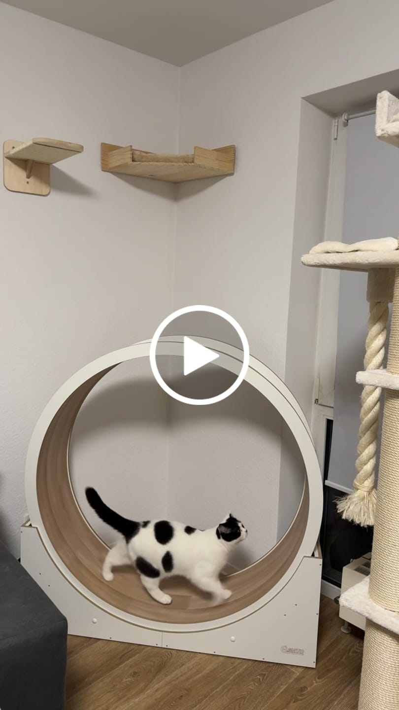 Customer video review of Elmato Katzenlaufrad Simba