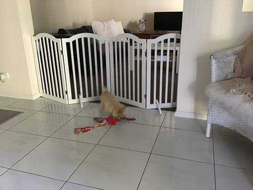 Customer's white freestanding wooden pet gate blocking a doorway while a small puppy plays nearby.