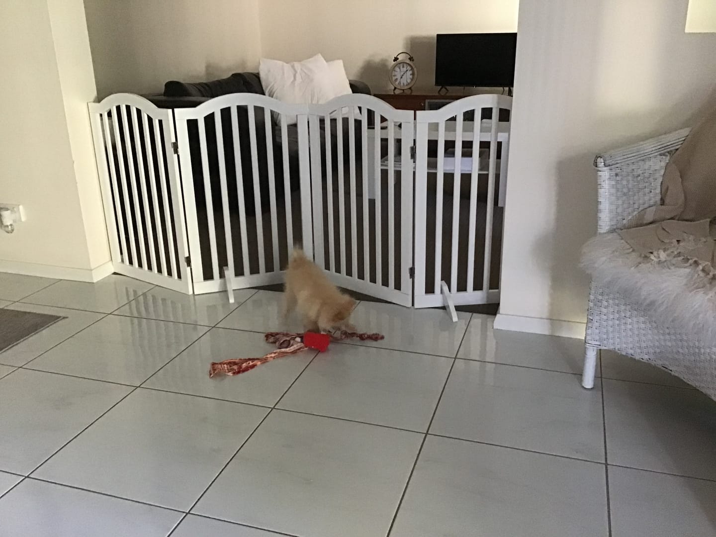 Customer photo review of Freestanding Wooden Pet Gate Door 3/4 Panels