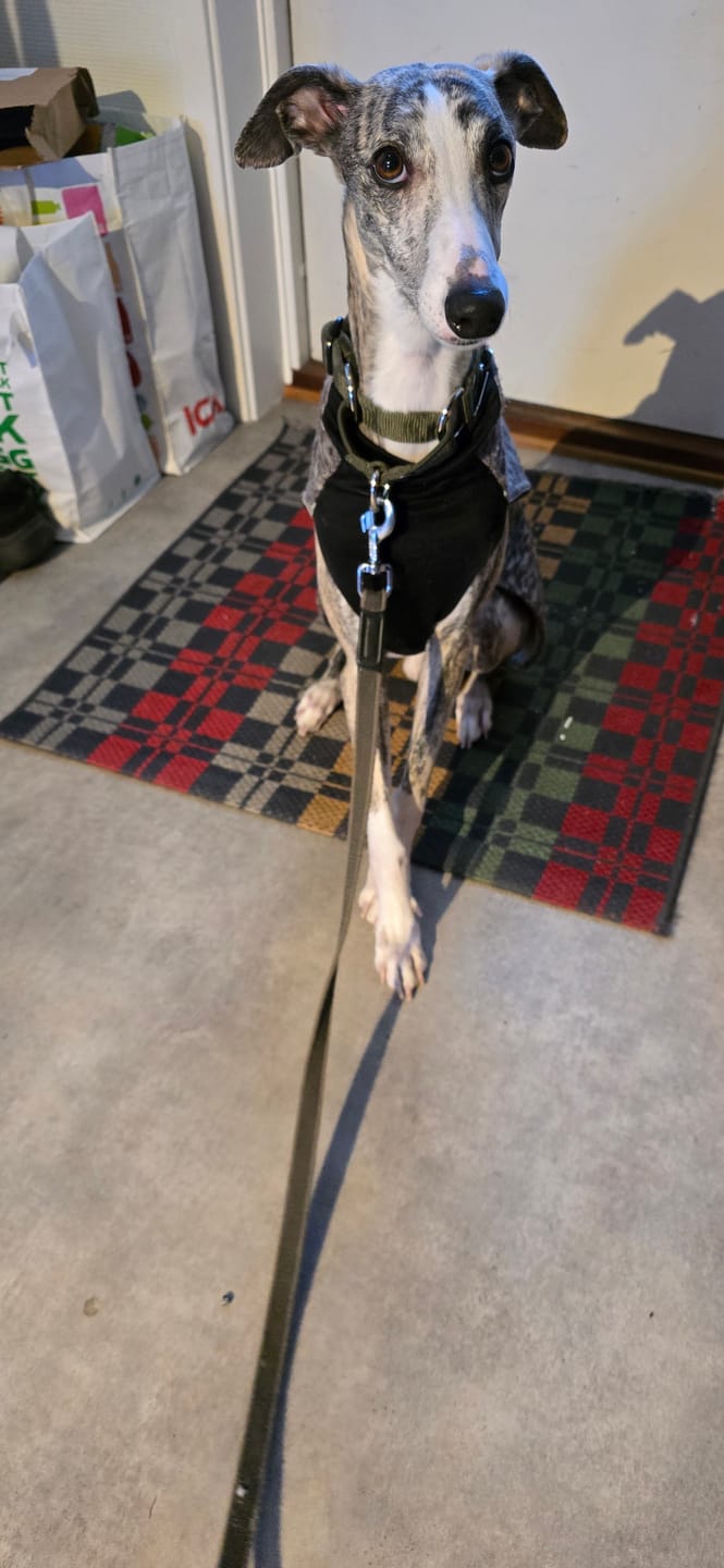Customer photo review of Martingale Khaki - Brett fodrat halsband halvstryp