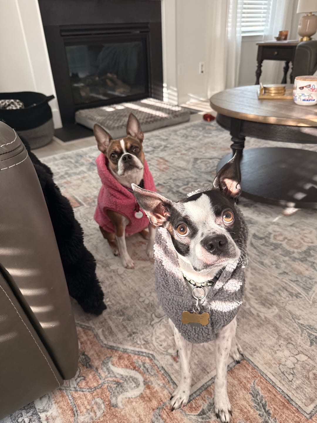 Customer photo review of Teddy Sherpa Dog Jackets