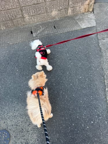 Customer photo review of FunFunPet 高機能ハーネス（お名前タグ作成サービス付き）