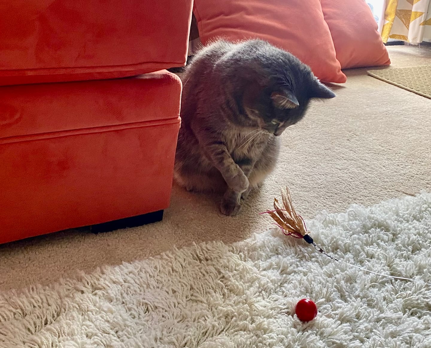 Customer photo review of Pop 'n Purr Candy