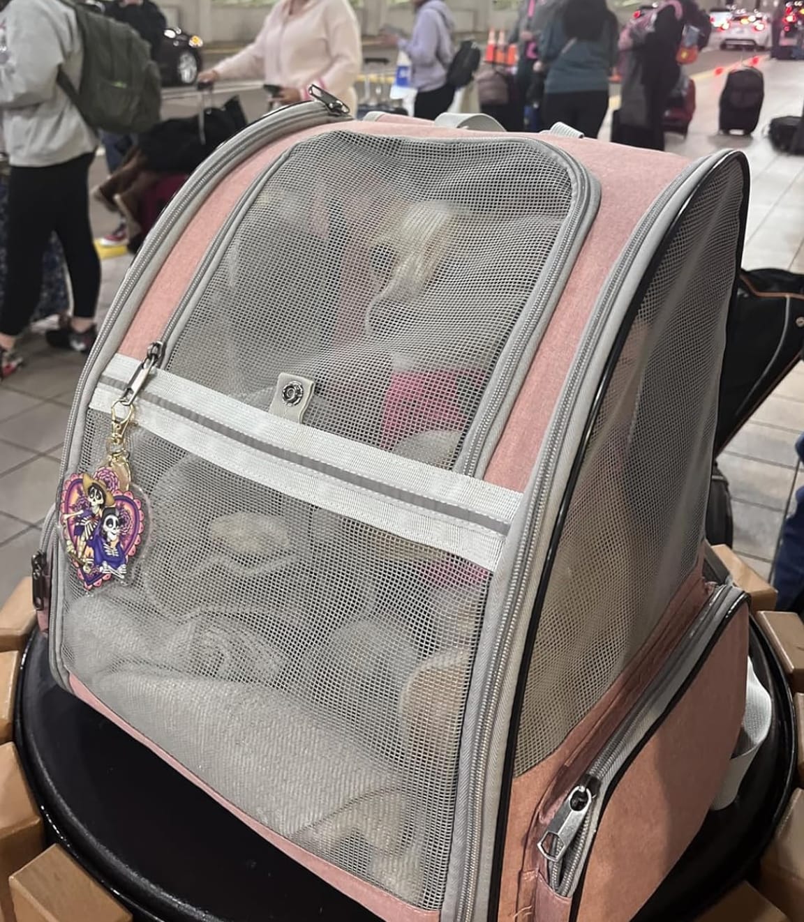 Customer photo review of PurryGO - Triple Airflow Backpack Carrier For Small Pets