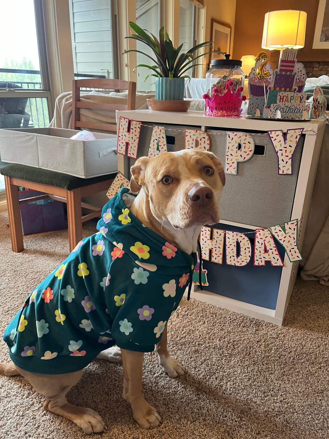 Customer photo review of Daisy Dog Hoodie - Green