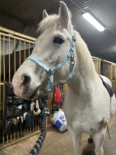 Customer photo review of iCavalos - Horse halter - Preorder