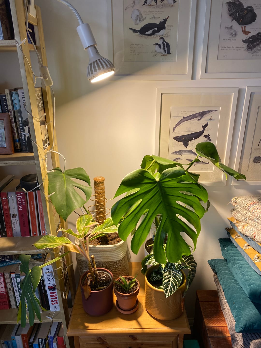 Customer photo review of Pianta Grow Light and Stelo Clip-On Bulb Holder Bundle