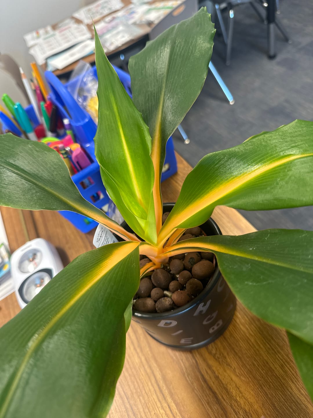 Customer photo review of Chlorophytum 'Fire Flash' 'Mandarin Orange'