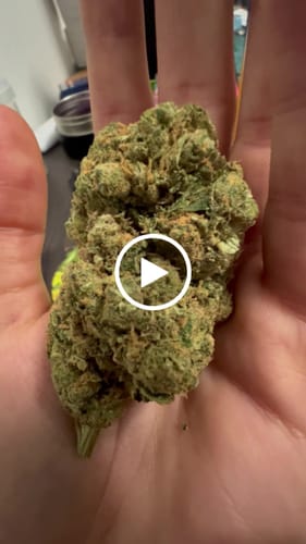 Customer video review of Montgomery Benz THCA Flower