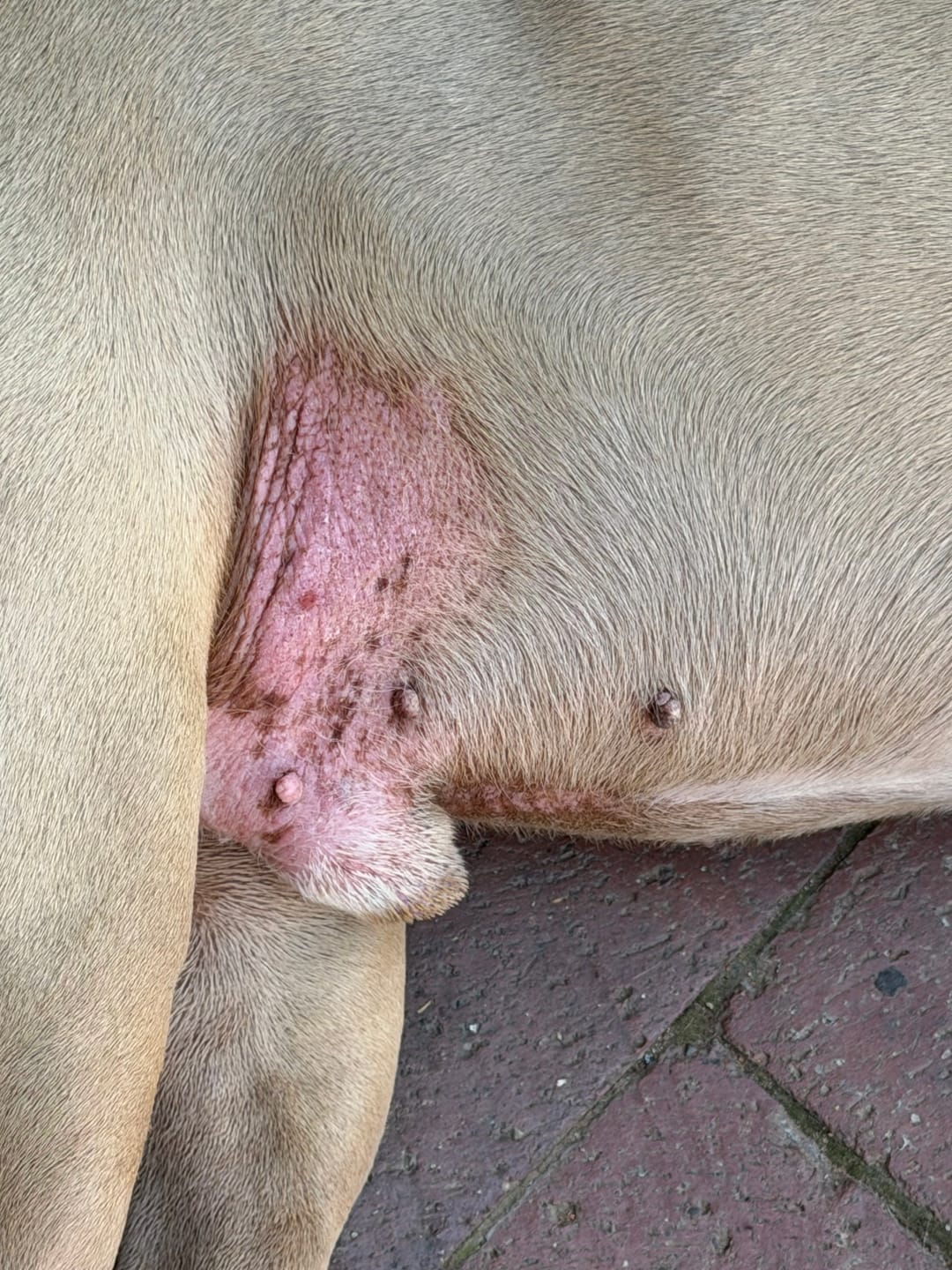 Customer photo review of Doggymin (Skin & Immunity Support For Dogs)