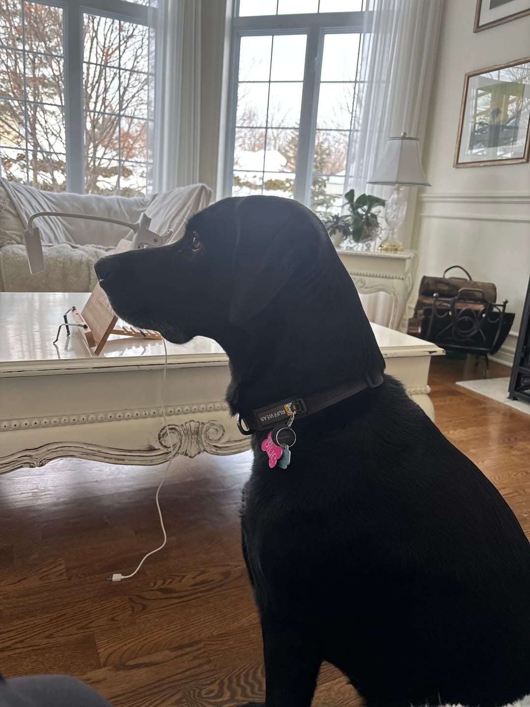 Customer photo review of Vrac Nature's Own - Bully Sticks de boeuf mastication pour chien