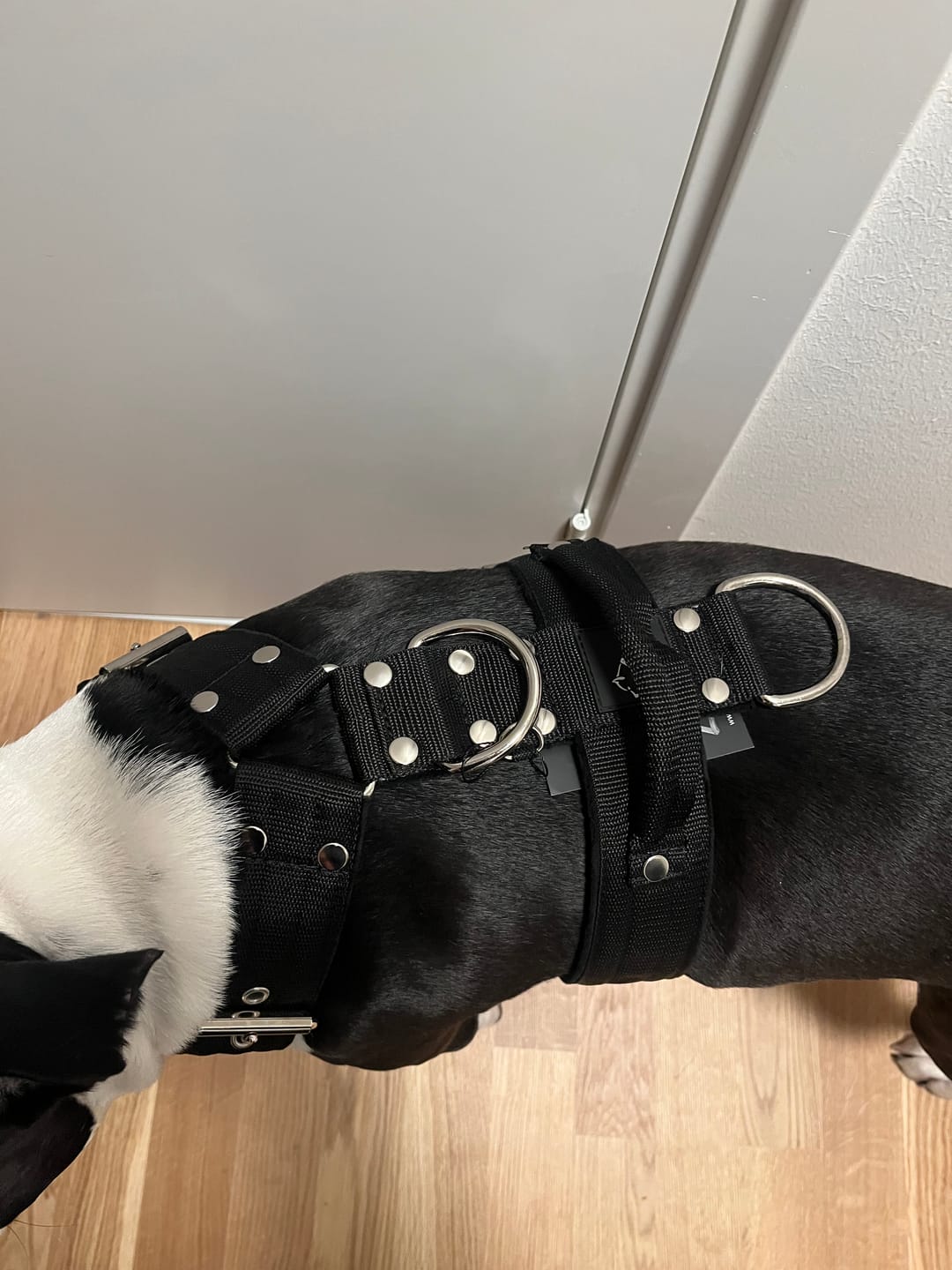 Customer photo review of Easy Walk Svart - Sele med handtag