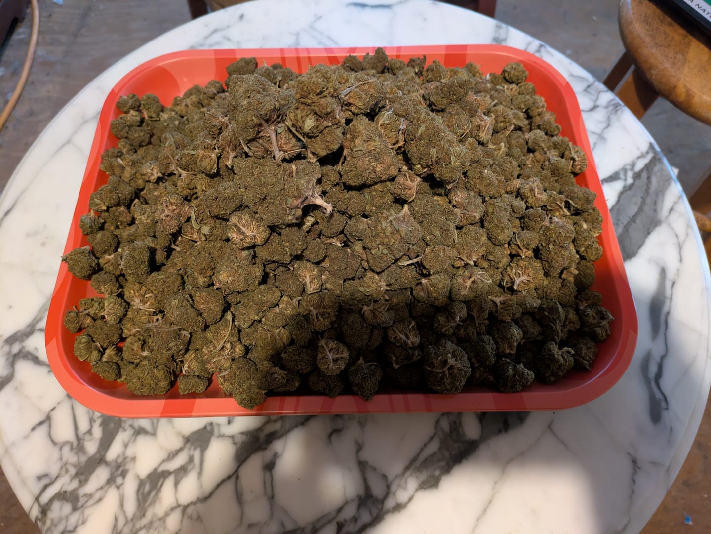 Customer photo review of Wedding Crasher THCA Flower LB