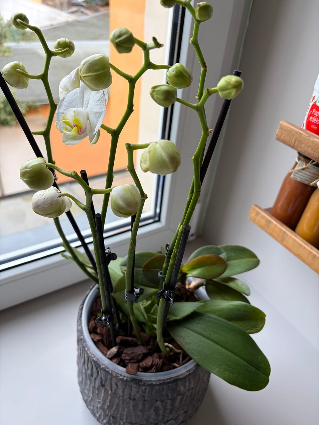 Customer photo review of Große Two of Us Weiß mit weißen Blüten und 5+ Rispen