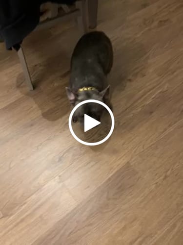 Customer video review of Warranty Return / Repair. - 9802.00.50 / Dog Collar - 4201.00.3000