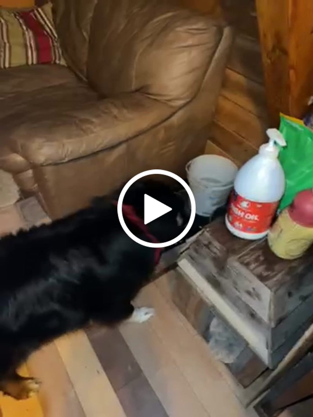 Customer video review of Fish Oil 64oz