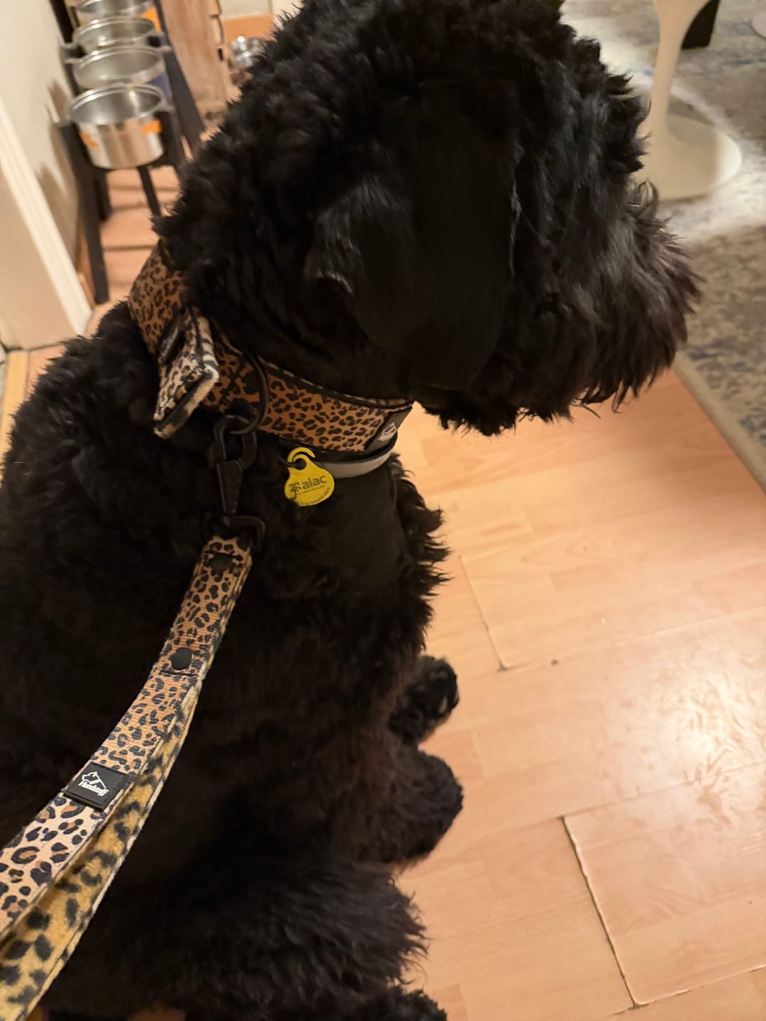 Customer photo review of Active Komfort Leopard - Brett slitstarkt hundhalsband med spänne