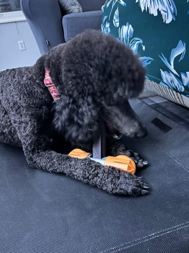 Customer's black poodle lies down, chewing a yak chew secured in the orange Safe Dog Chew Holder.