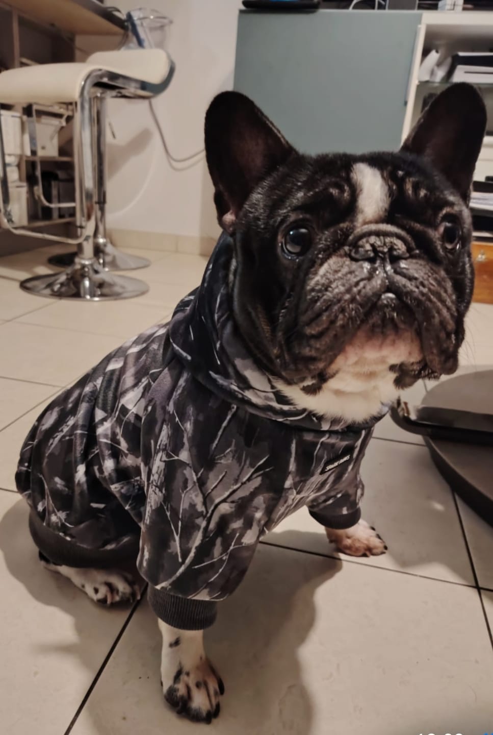Customer photo review of Concrete Wood Dog Hoodie - Asphalt