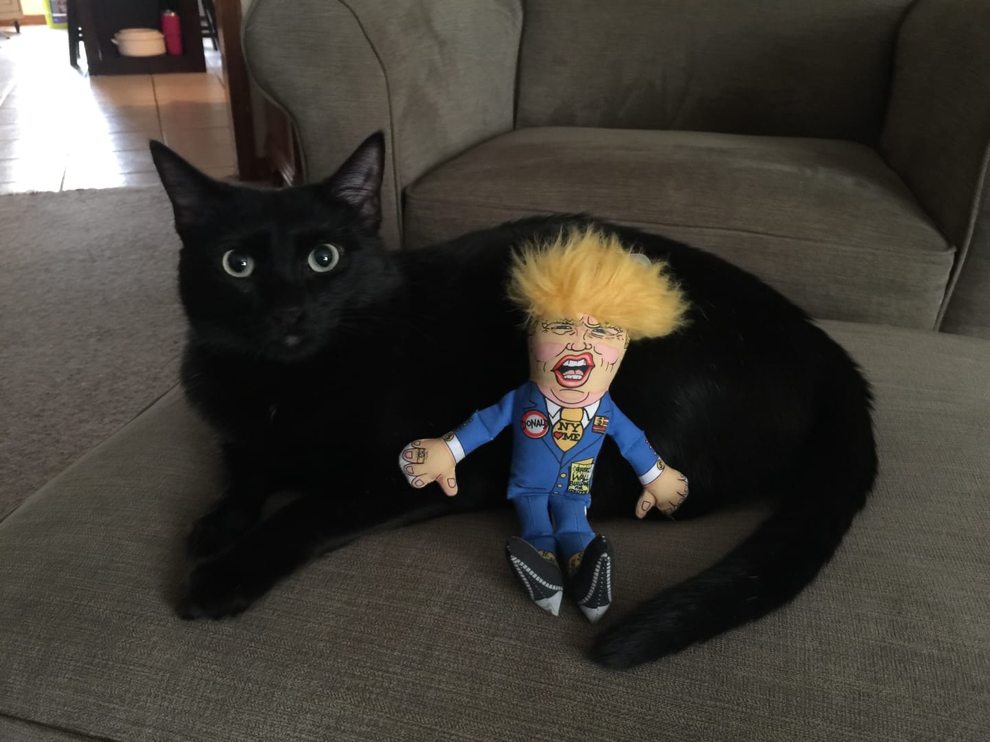 Customer photo review of Donald Presidential Parody Cat Toy