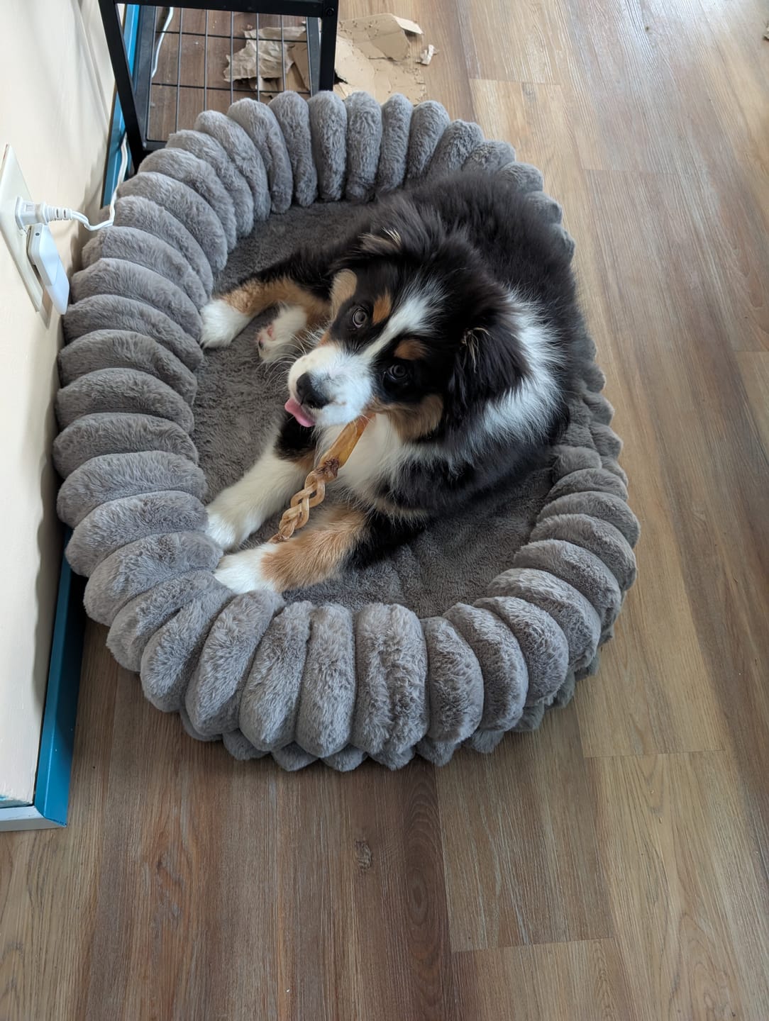 Customer photo review of Ostrich Tendon Twister (16" x 2.5" x 1"): The Satisfying, All-Natural Chew for Dental Health & Joint Support