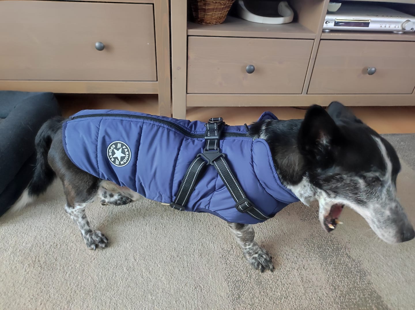 Customer photo review of Emmalove - Wasserdichter Hundemantel Extreme