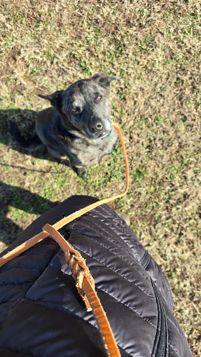 Customer photo review of Traditional Leather Leash