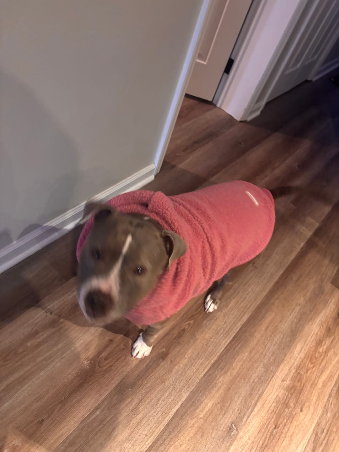 Customer photo review of Teddy Sherpa Dog Jacket - Dark Pink