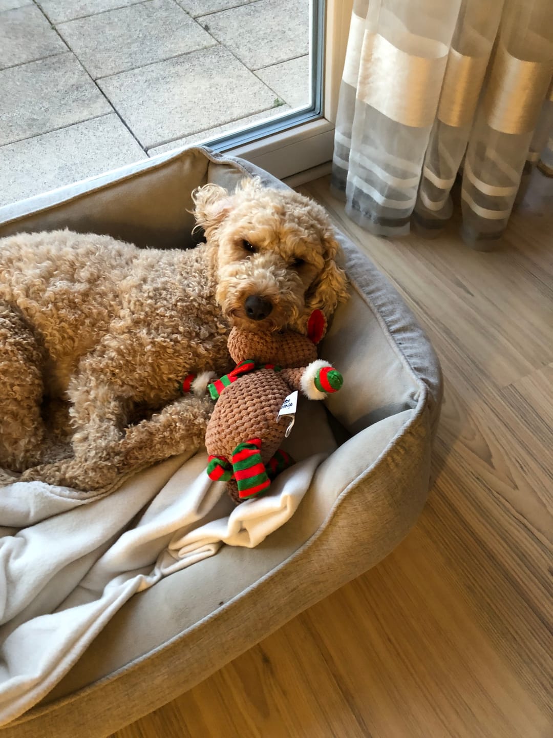 Customer photo review of Allergietest Basic Hund