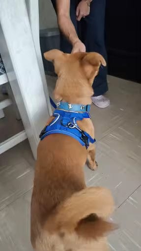 Customer photo review of Swift Tail No-Pull Pet Harness & Leash Set - For Small/Medium Pets