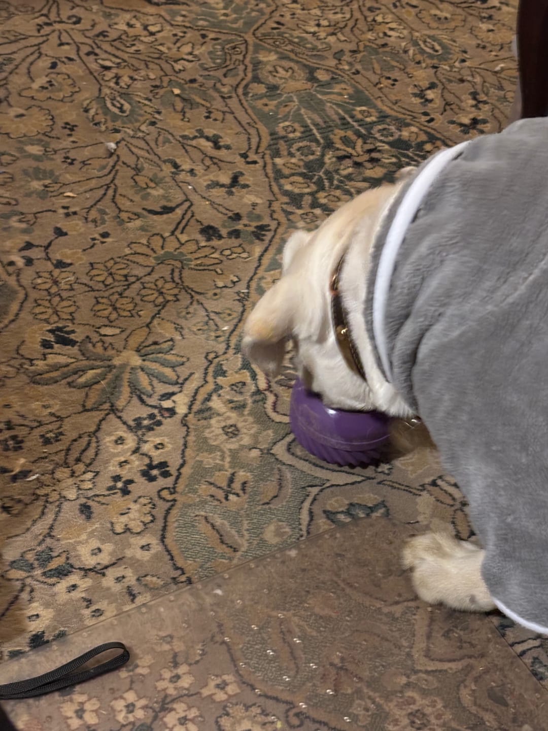 Customer photo review of Bone Refills Dog Meat 90 Grams (4 Pack)®