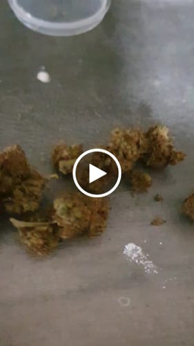 Customer video review of Blueberry Kush