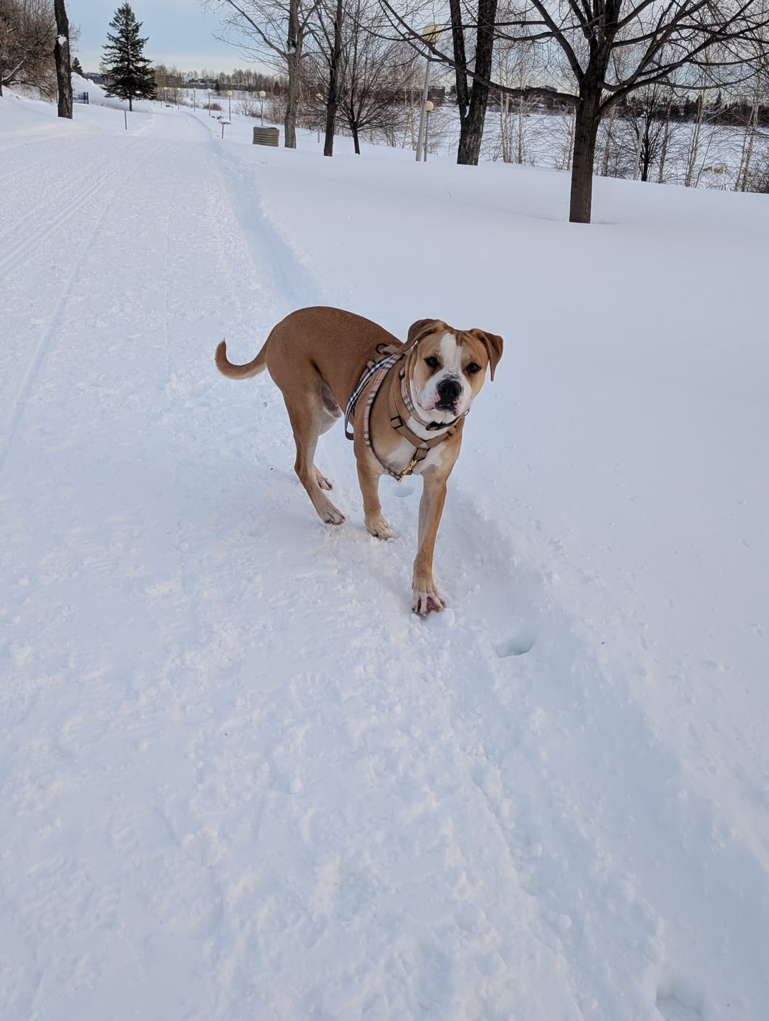 Customer photo review of Mystery Box - Dog