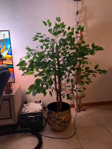 Customer photo review of Kunst Ficus 130cm