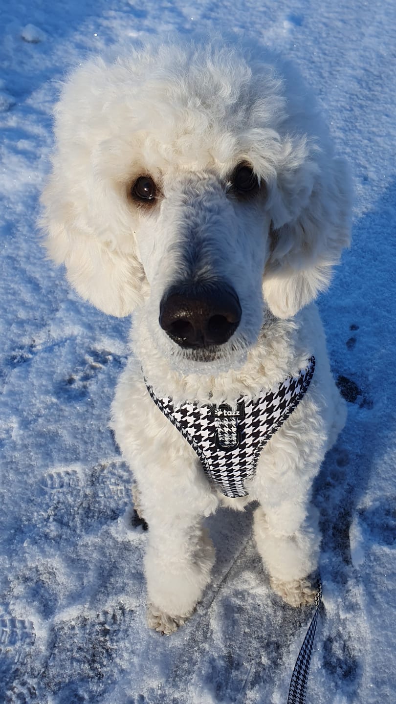 Customer photo review of Sele - la Pepita