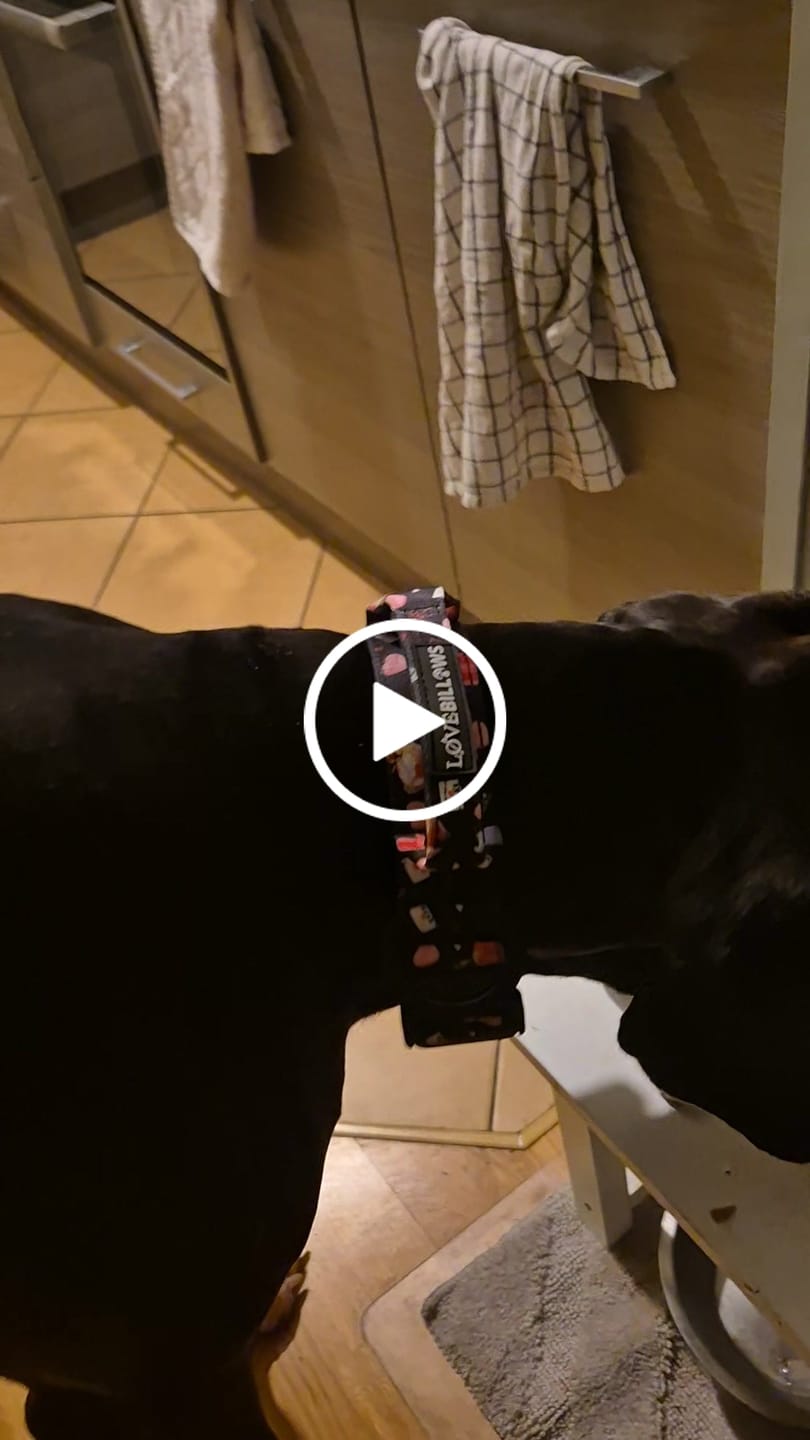 Customer video review of 4cm Lighter Combat® Collar | Dark Love Edition