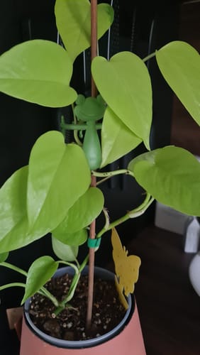 Customer photo review of Mamie-Frog® - Tuteur décoratif